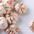 Fresh garlic manufacturer factory from China